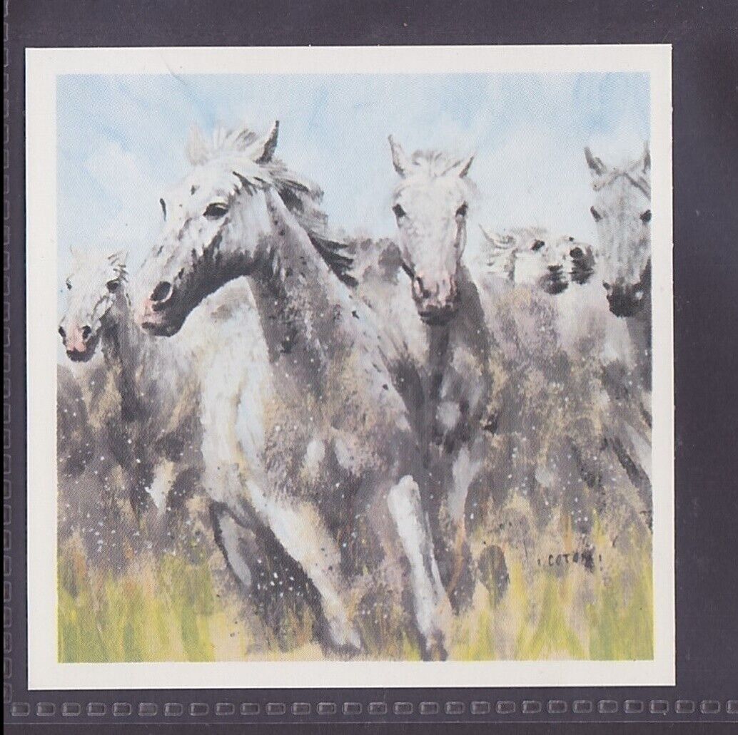 Camargue Ponies - 35 + Year Old English Trade Card # 1