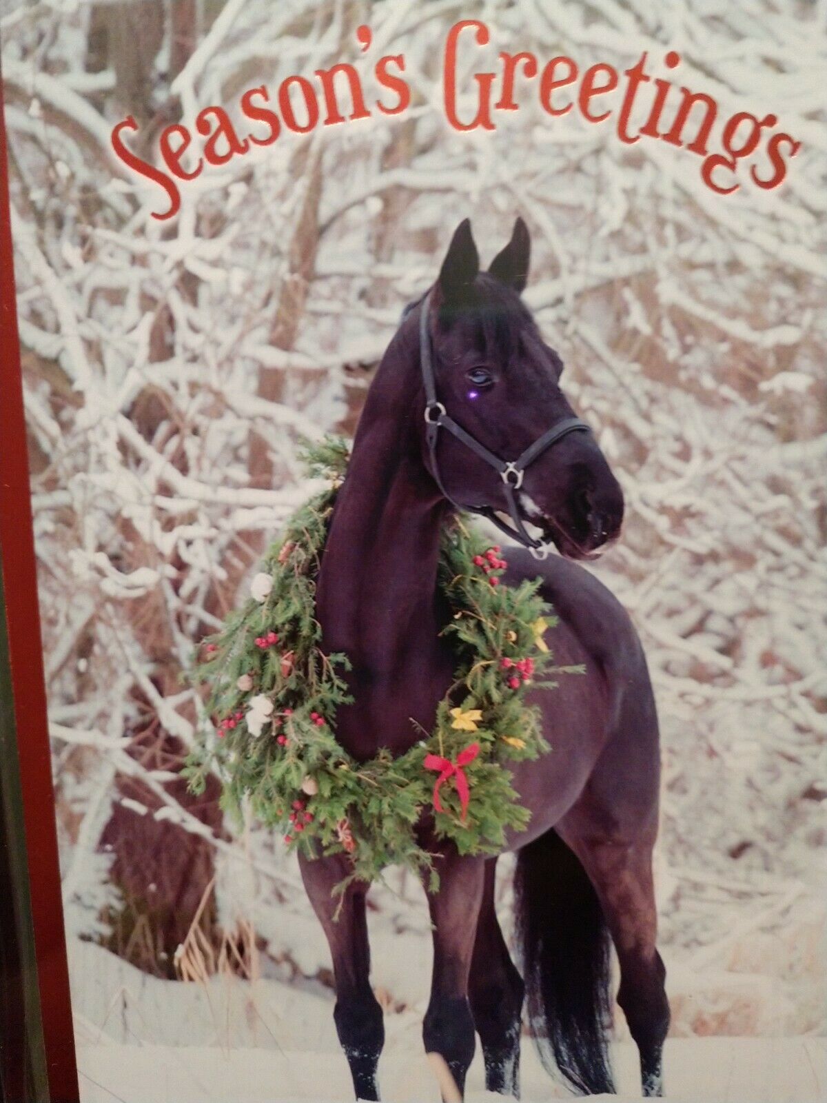 Leanin Tree  Christmas Card Set Christmas Horse 10pk Buy It Now In Store