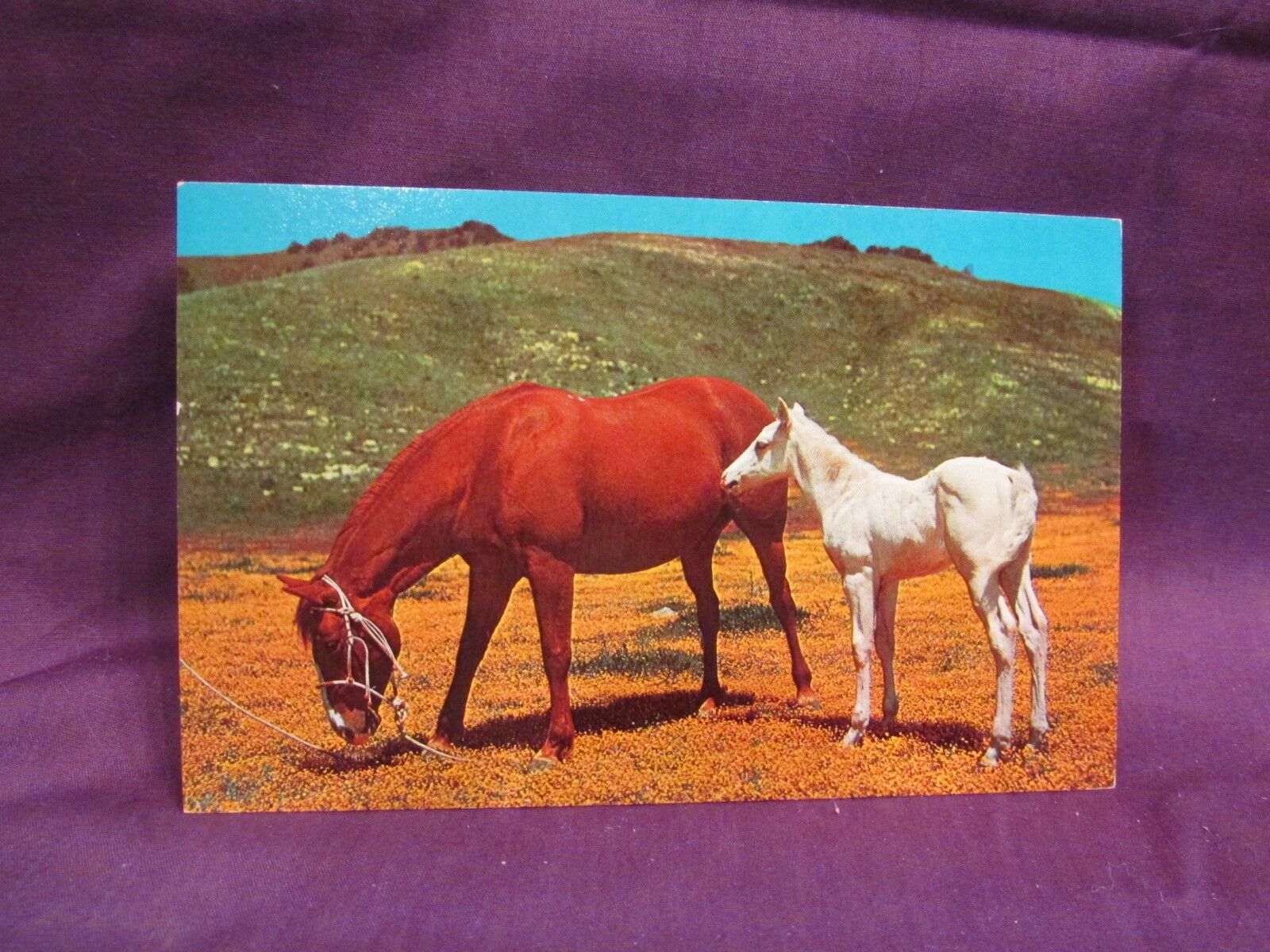 Chestnut Mare & Newborn Foal Horse Vintage Post Card To Mail Scrapbooks Or Frame